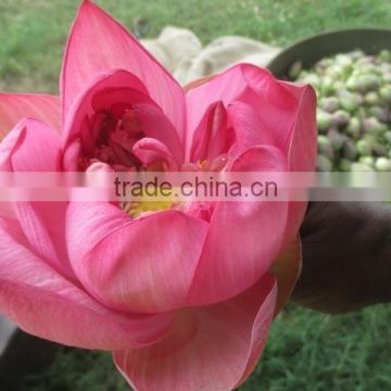 Fresh Lotus Flower Importers in Malaysia / Singapore / Dubai / Canada / US