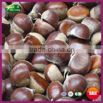 2015 New Crop Natural Sweet Yanshan Hebei Origin Harvesting Fresh Chestnuts