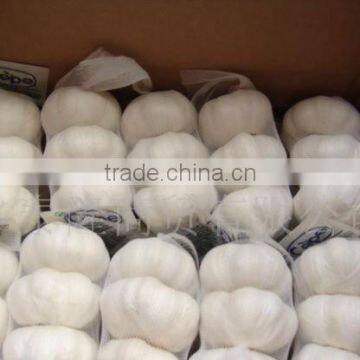 2011 crop pure white Garlic 6.0cm 10kg carton