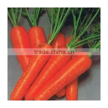 Fresh Carrot in M Size