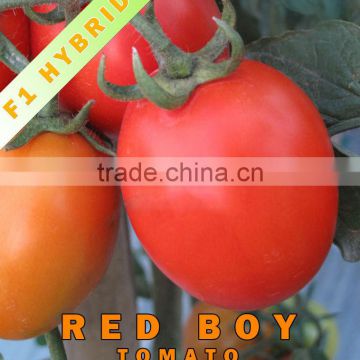 Red Boy Hybrid Tomato Seeds