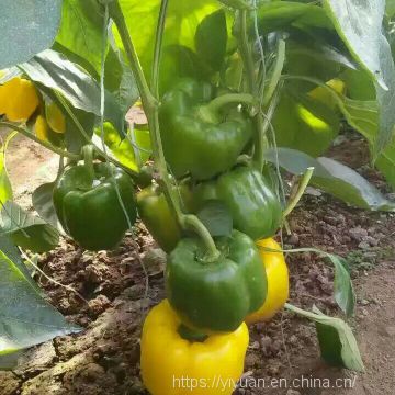 yellow pepper seeds sweet pepper greenhouse plant  pepper seeds no.19