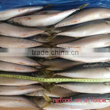 best quality freezing fish (frozen mackerel )