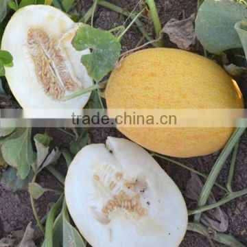white jombo No.1 hybrid f1 white melon seeds for sale