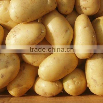 Juyuan Fresh Potatos (China)