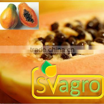 papaya fruit powder/ Indian manufacturer