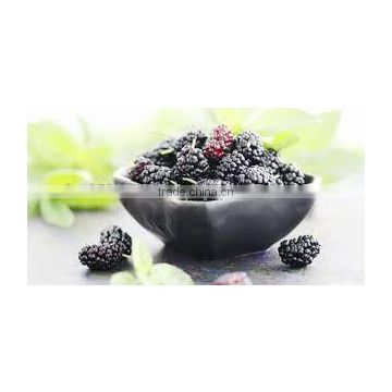 High Nutritional Mulberry Tea Supplier