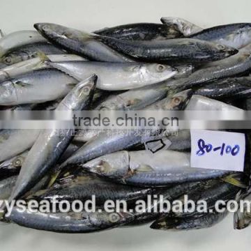 New stock horse mackerel/scad supplier for export