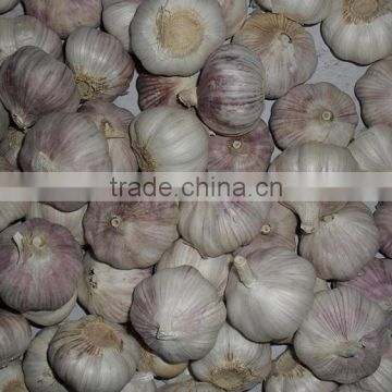 garlic garlic garlic