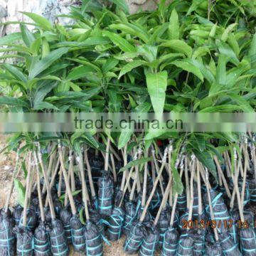 Easy survival mango seedling