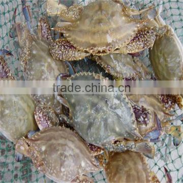 frozen perfect good blue swimming crabs from better factory