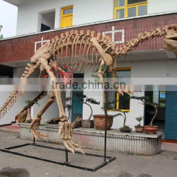 Simulated Dinosaur Skeleton Model Of Yangchuanosaurus