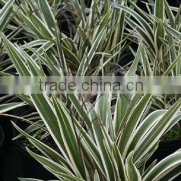 Dianella-tasmanica-'Variegated, Flax lily