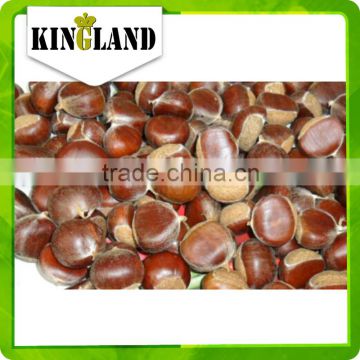eating chinese fresh chestnuts