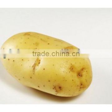 Fresh large Potato