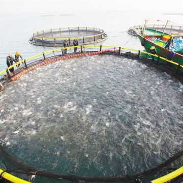 HDPE Fishing Cage Floating Fish Cage in Deepsea for Sea Aquaculature -  China Fish Cage, Aquaculture Cage