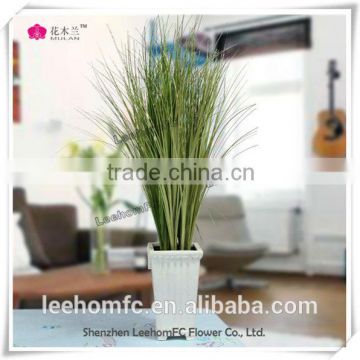 indoor green grass plants in pot