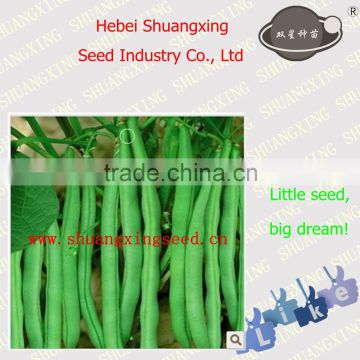 Good quality vegetable seeds SX Kidney Bean Seeds No.1409