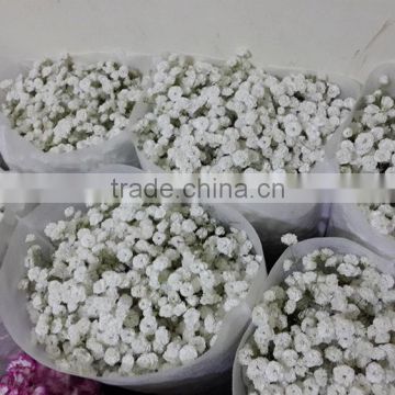 Pure and mild flavor promotional flowers gypsophilas rose importers