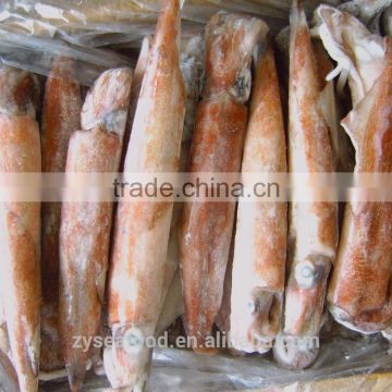 China frozen pacific squid
