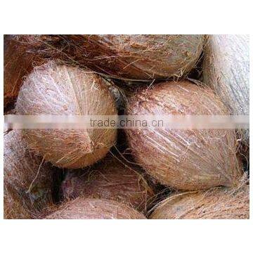 Mature coconut supplier