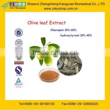 GMP Factory Supply High Quality Olive Leaf Extract 20 Oleuropein