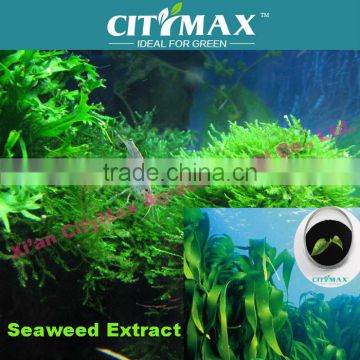 sell soluble sargassum seaweed