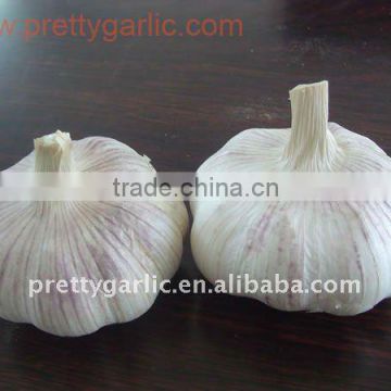 chinese fresh normal white garlic