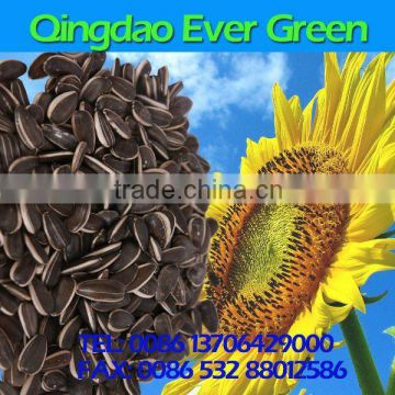 new crop chinese black sunflower seeds 5009 363