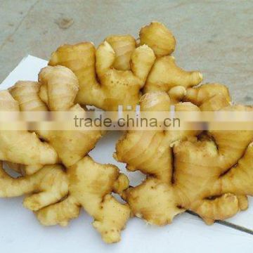 chinese fresh ginger crop 2009