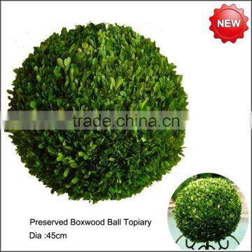 Preserved big boxwood ball topiary