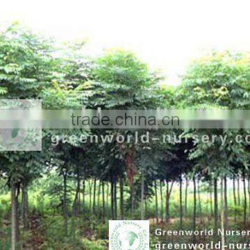 Koelreuteria landscaping trees