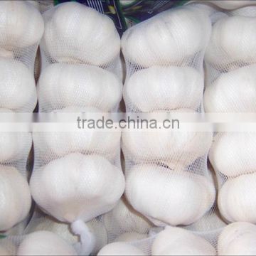 garlic exporter