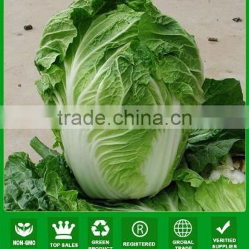 NCC04 Xiaohu little chinese cabbage,pak choi seeds,cabbage types