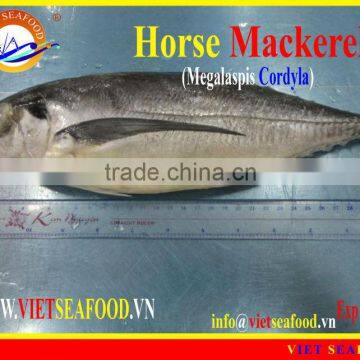 FROZEN W/R HORSE MACKEREL