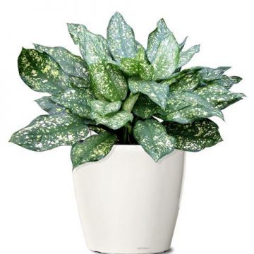 Customized Size Field Green 40-60cm Indoor Ornamental Plants 40-60cm
