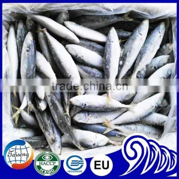 frozen small eye horse mackerel round scad fish Decapterus Maruadsi size 80-100 100-120 120-140