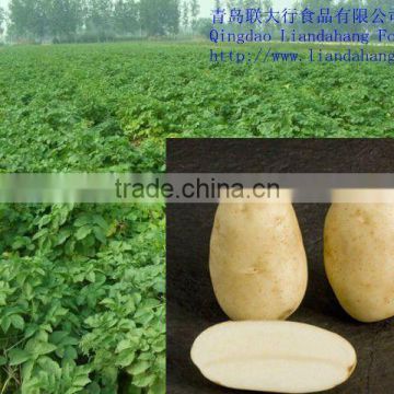 Authenticated GAP CANADA Potato Shepody