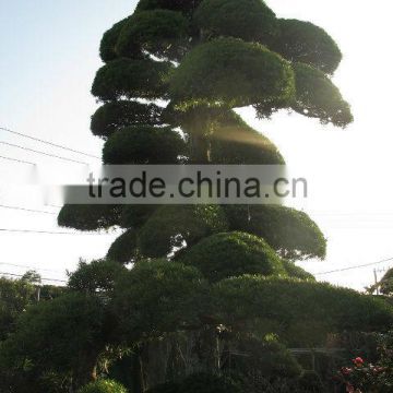 Plants for Japanes garden trees and plants podocarpus macrophyllus , maki , Japanese maple , momiji