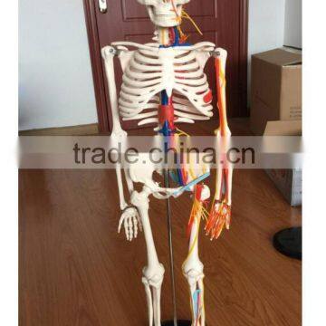 Simulation Model with Nerves and Blood Vessels 85cm for medical science teaching