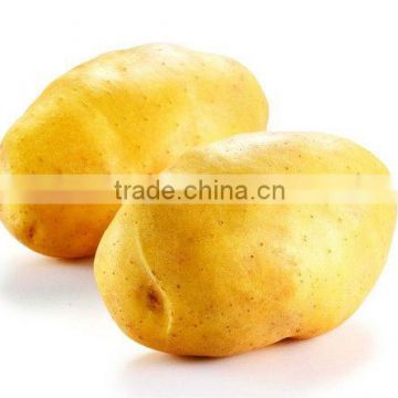 2013 new crop fresh potato(mesh bag)