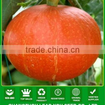 MPU05 Jinhong orange f1 hybrid sweet round pumpkin seeds for planting