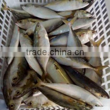 best and popular mackerel indian