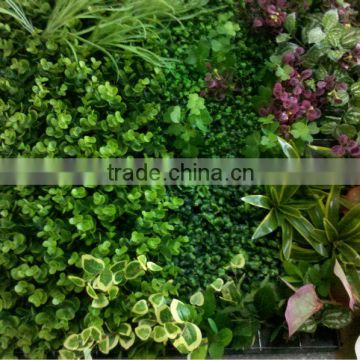 plant garden plants wall decoration,cheap wall plant