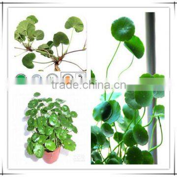 Export High Gotu Kola Extract Triterpenes 98%