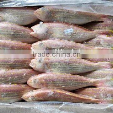 golden threadfin bream fish, golden threadfin bream fish Suppliers
