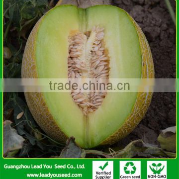 SM10 Ruimi very early maturity thick-skinned hybrid sweet melon seeds for sale