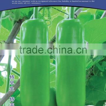 Bottle gourd seeds high purity seed