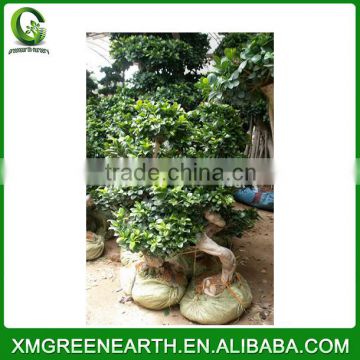 Ficus microcarpa S shape 1-1.2m (2)