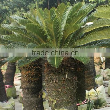 Green sago palm houseplant design perennials plants